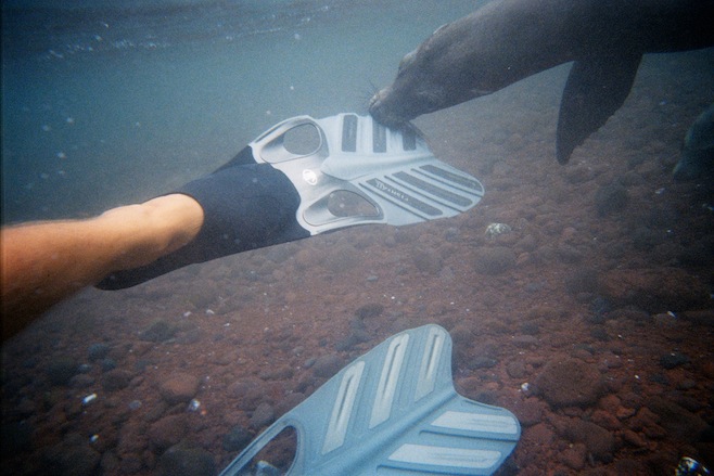 Gal Sea Lion Flipper